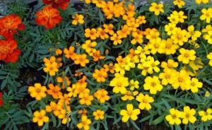 ジニア:7月17日の誕生花