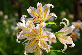 ヤマユリ:7月21日の誕生花