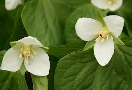 エンレイソウ:7月24日の誕生花