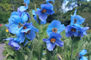 ブルーポピー:7月26日の誕生花