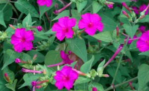 オシロイバナ：７月２８日の誕生花