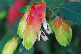 ベロペロネ:7月30日の誕生花