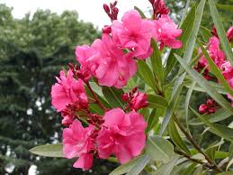 キョウチクトウ:8月9日の誕生花