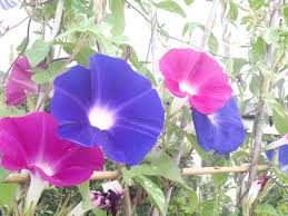 アサガオ:8月6日の誕生花