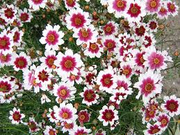 コレオプシス:8月3日の誕生花