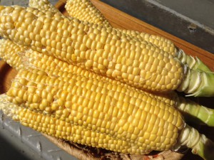 とうもろこし