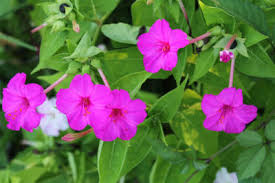 オシロイバナ:8月1日の 誕生花