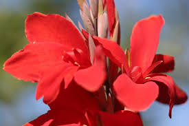 カンナ:8月2日の誕生花