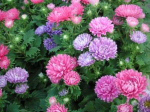 アスター:8月7日の誕生花