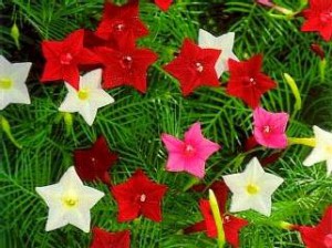 ルコウソウ:8月10日の誕生花