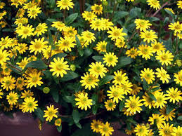 サンビタリア:8月11日の誕生花