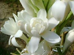 チューベローズ:8月12日の誕生花