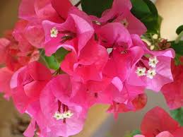 ブーゲンビリア:8月16日の誕生花