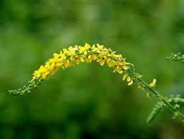 キンミズヒキ:8月19日の誕生花