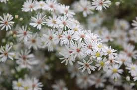 クジャクアスター:8月22日の誕生花