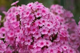 オイランソウ:8月24日の誕生花