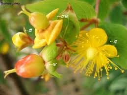 ヒペリカム:8月27日の誕生花