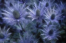 エリンギウム:8月28日の誕生花