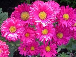 アスター:8月29日の誕生花