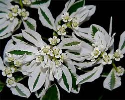 ハツユキソウ:8月31日の誕生花