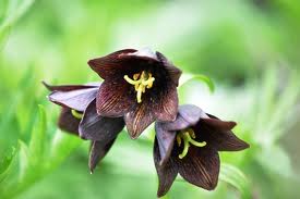 クロユリ:9月7日の誕生花