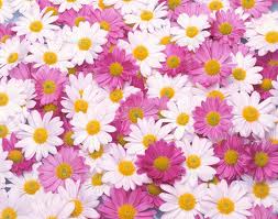 スプレーマム:9月9日の誕生花