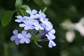 ブータンマツリ:9月12日の誕生花