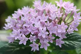 ペンタス:9月16日の誕生花