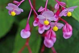 シュウカイドウ:9月17日の誕生花