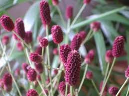 ワレモコウ:9月22日の誕生花