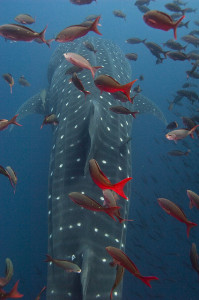 Cat4.POxford.Whale Shark & gringos