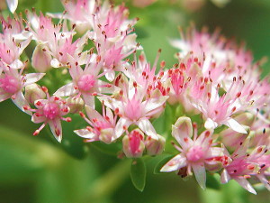 ベンケイソウ：９月２６日の誕生花