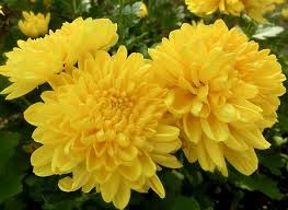 キク:11月24日の誕生花