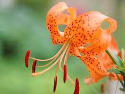 オニユリ:10月4日の誕生花