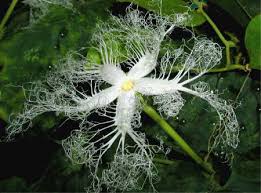 カラスウリ:10月7日の誕生花