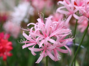 ダイヤモンドリリー:10月8日の誕生花