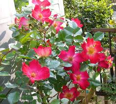 ツルバラ:10月11日の誕生花