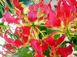 グロリオーサ:10月12日の誕生花