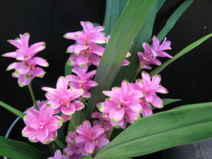 クルクマ：１０月１３日の誕生花