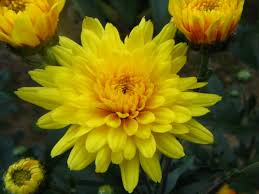 キク:10月14日の誕生花