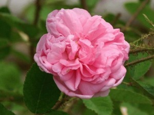 コケバラ：１０月１６日の誕生花