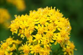 アキノキリンソウ:10月18日の誕生花