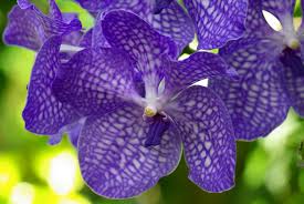 バンダ:10月20日の誕生花