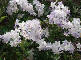 ツルハナナス:10月22日の誕生花