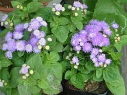 アゲラタム:10月24日の誕生花