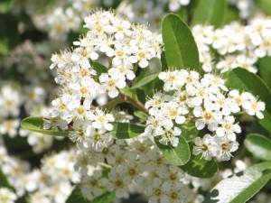 ピラカンサ：１０月２６日の誕生花