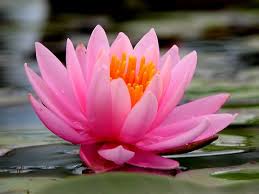 スイレン:10月30日の誕生花