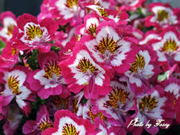 シザンサス:11月2日の誕生花