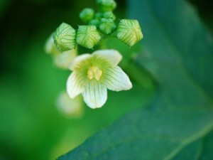 ブリオニア：１１月３日の誕生花