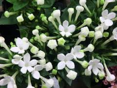 ブバリア:11月6日の誕生花